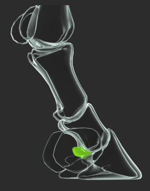 Osso navicular